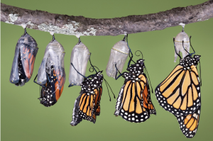 monarch emerging from chrysalis